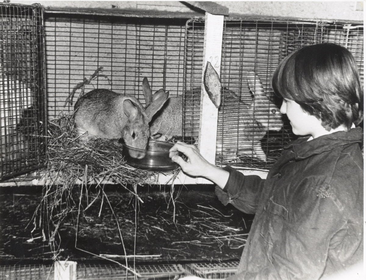 11. Пионерская кроликоферма Спасской школы Вологодского района. [1970-е гг.] ВОАНПИ. Ф. Р-9753. Оп. 3. Д. 264. Л. 1